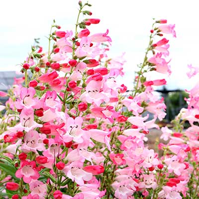 Penstemon 'Flock of Flamingos'