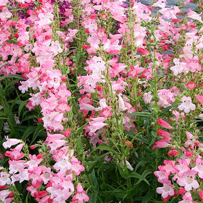 Penstemon 'Flock of Flamingos'