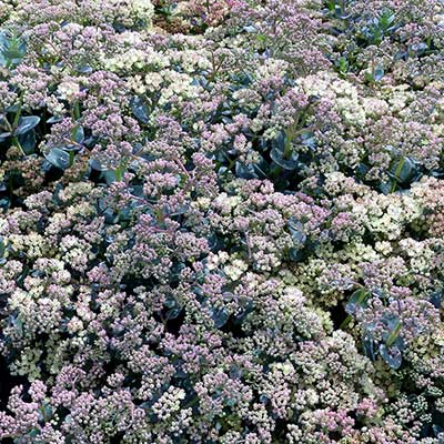 Sedum 'Marina'