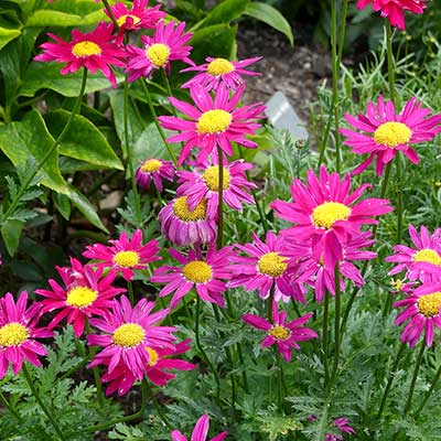 Tanacetum RADIANT™ 'Deep Pink'