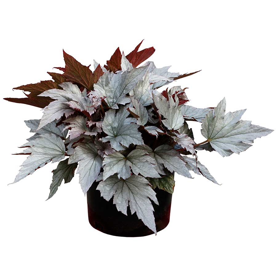 Begonia HOLIDAY™ 'Silver Bells