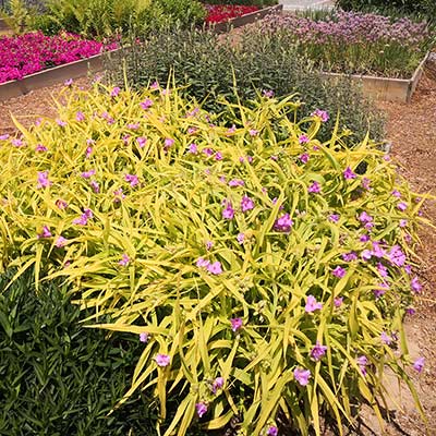 Tradescantia 'Sunshine Charm'