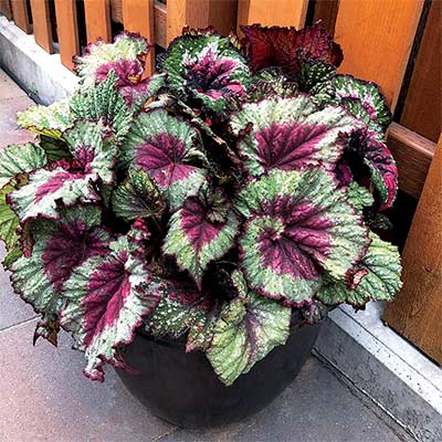 Begonia NAUTILUS™ 'Supreme'