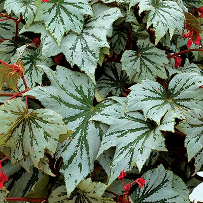 Begonia SPECTRE™ 'Silver'