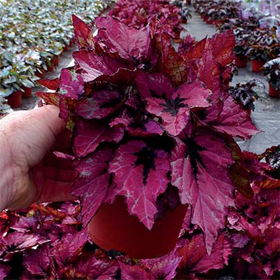 Begonia T REX® 'Ruby Slippers'