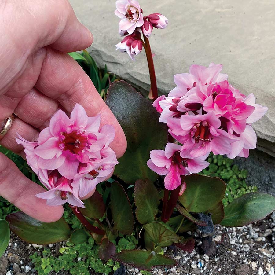 Bergenia DRAGONFLY™ 'Sakura'