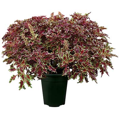 Coleus TERRA NOVA® 'Burgundy Filigree'