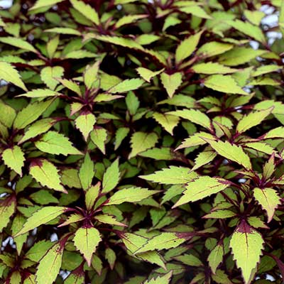 Coleus TERRA NOVA® 'Fall Flames'