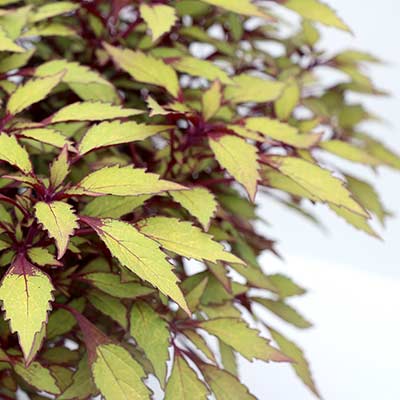 Coleus TERRA NOVA® 'Fall Flames'