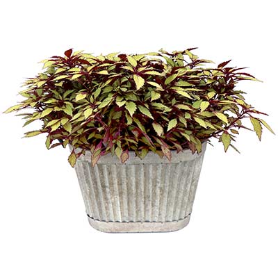 Coleus TERRA NOVA® 'Fall Flames'