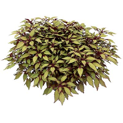 Coleus TERRA NOVA® 'Fall Flames'