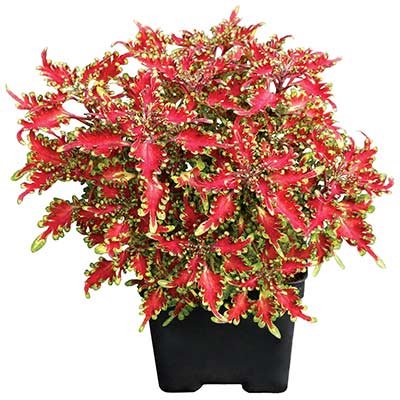 Coleus TERRA NOVA® 'Scarlet Ibis'