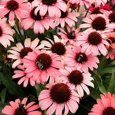 Echinacea DARK SHADOWS™ 'Mystic'