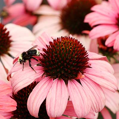 Echinacea DARK SHADOWS™ 'Mystic'