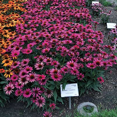 Echinacea KISMET® 'Raspberry'