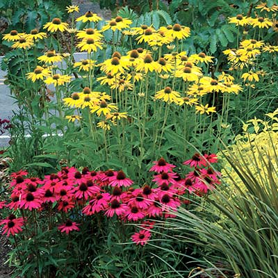 Echinacea 'Leilani'