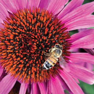 Echinacea 'Merlot'