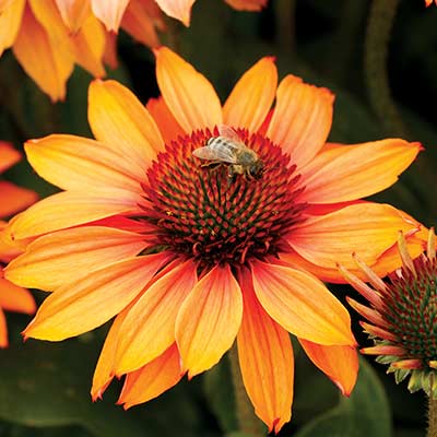 Echinacea PRIMA™ 'Ginger'