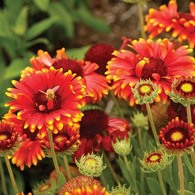 Gaillardia 'Sun Devil'