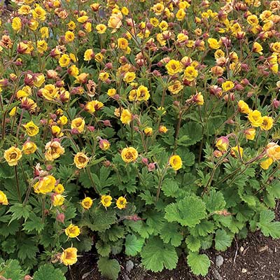 Geum TEMPO™ 'Yellow'