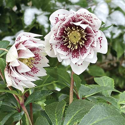 Helleborus NORTH STAR™ 'Ruby Heart'