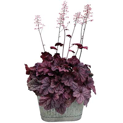 Heuchera 'Berry Smoothie'