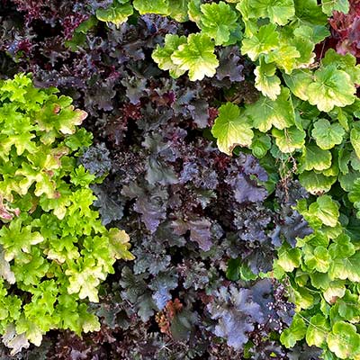 Heuchera 'Black Beauty'