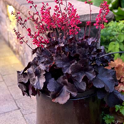 Heuchera 'Black Forest Cake'