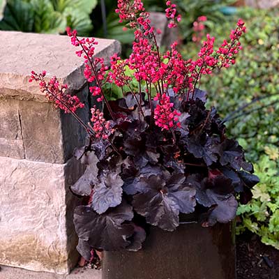 Heuchera 'Black Forest Cake'