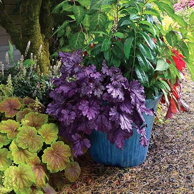 Heuchera FOREVER® 'Purple'