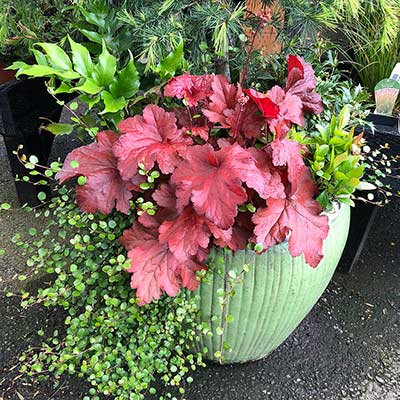 Heuchera FOREVER® 'Red'