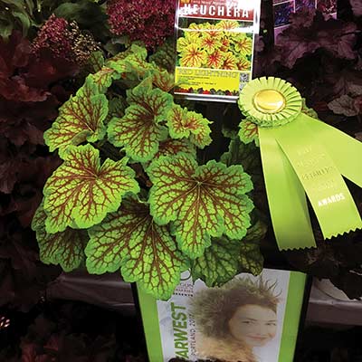 Heuchera 'Red Lightning'