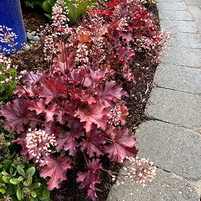 Heuchera 'Ruby Tuesday'