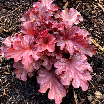 Heuchera 'Ruby Tuesday'