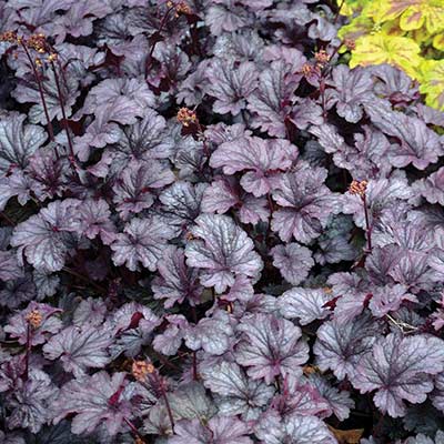 Heuchera 'Shanghai'