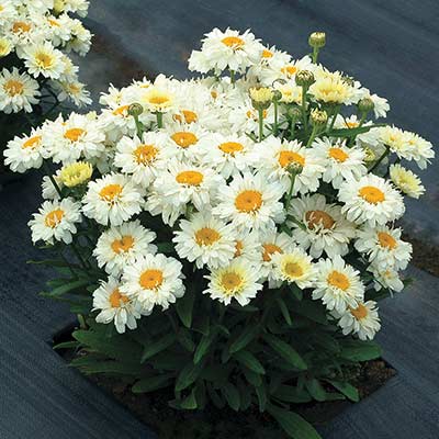 Leucanthemum 'Adorable'