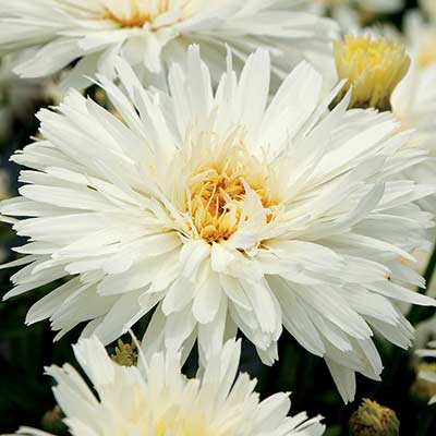 Leucanthemum 'Mt. Hood'