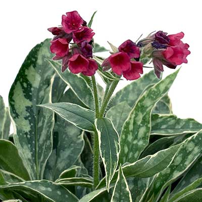 Pulmonaria 'Raspberry Frost'