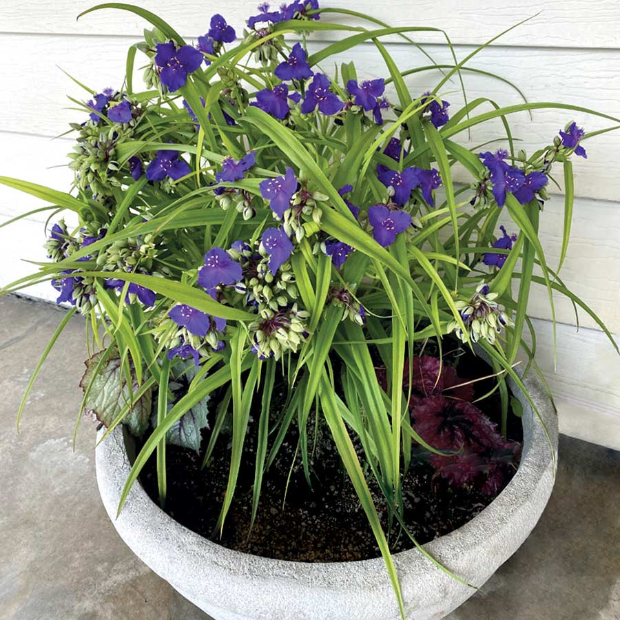 Tradescantia 'Lucky Charm'