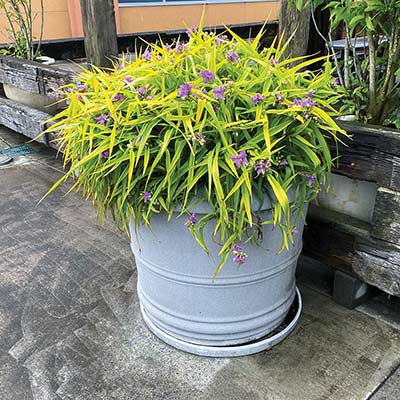 Tradescantia 'Sunshine Charm'