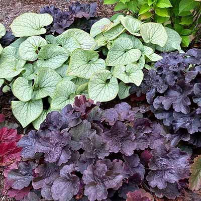 Brunnera ALCHEMY™ 'Silver'