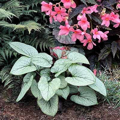 Brunnera ALCHEMY™ 'Silver'