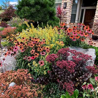 Echinacea 'Glowing Dream'