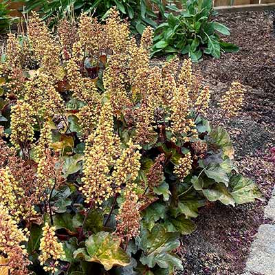 Heuchera LITTLE CUTIES™ 'Blondie'