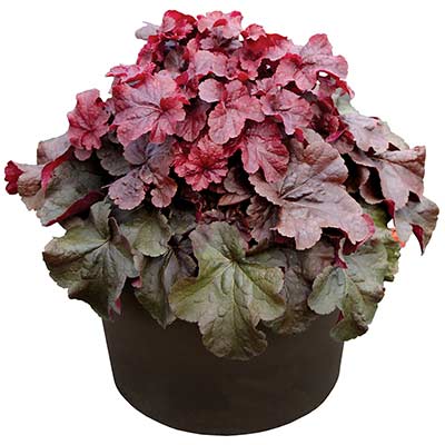 Heuchera NORTHERN EXPOSURE™ 'Red'