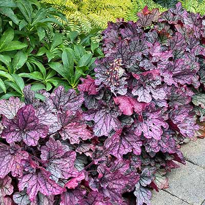 Heuchera 'Spellbound'