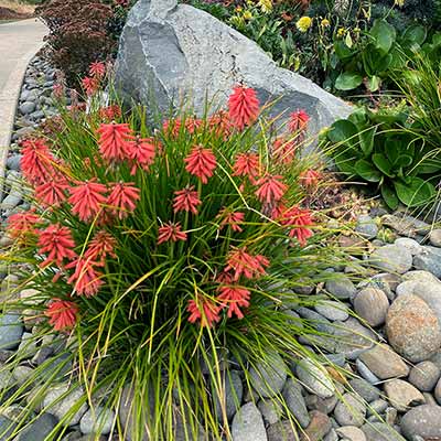 Kniphofia POCO™ 'Red'