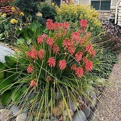 Kniphofia POCO™ 'Red'