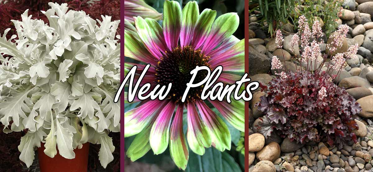 New Plants