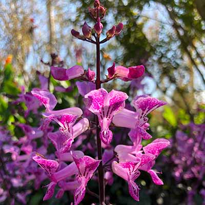 Plectranthus VELVET™ 'Lady'